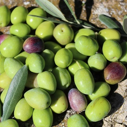 
High Quality Black and Green Olives Fresh Black and Green Olives 