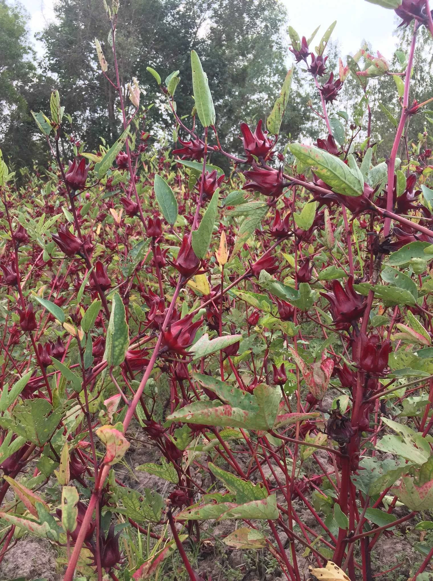 
Organic Dried Roselle From Thailand 