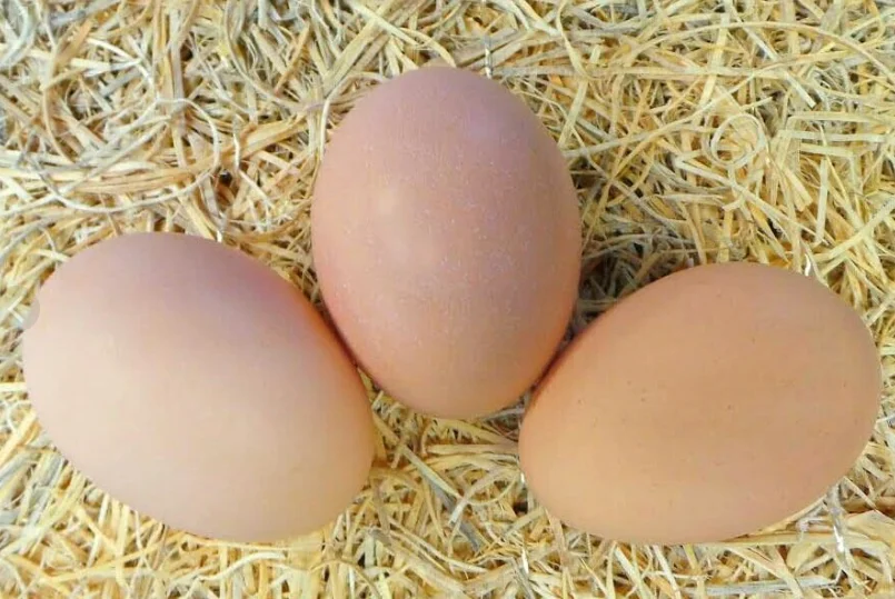 Fertilized egg of special chicken breed Playmouth Rock from Turkey best price High Quality