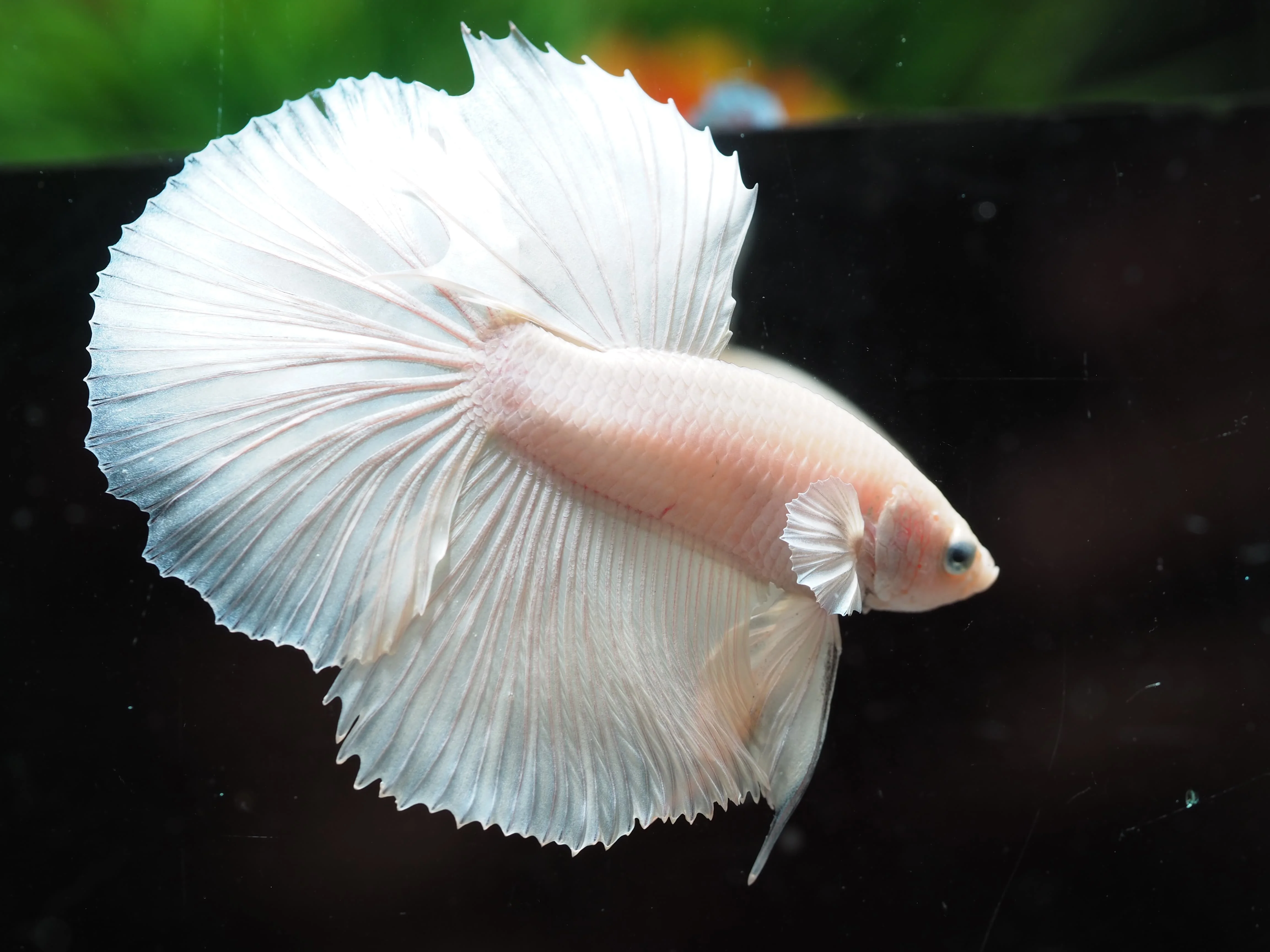
HALFMOON WHITE PLATINUM- Multicolor Thailand Betta Fish Premium Quality Plakat Siamese Fighting Fish Ornamental Aquariums 