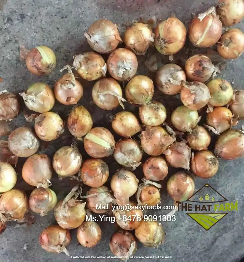 FRESH ONION - Best Price from Vietnam