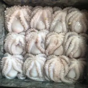 Wholesale fresh frozen cooked octopus vulgaris for sale in bulk