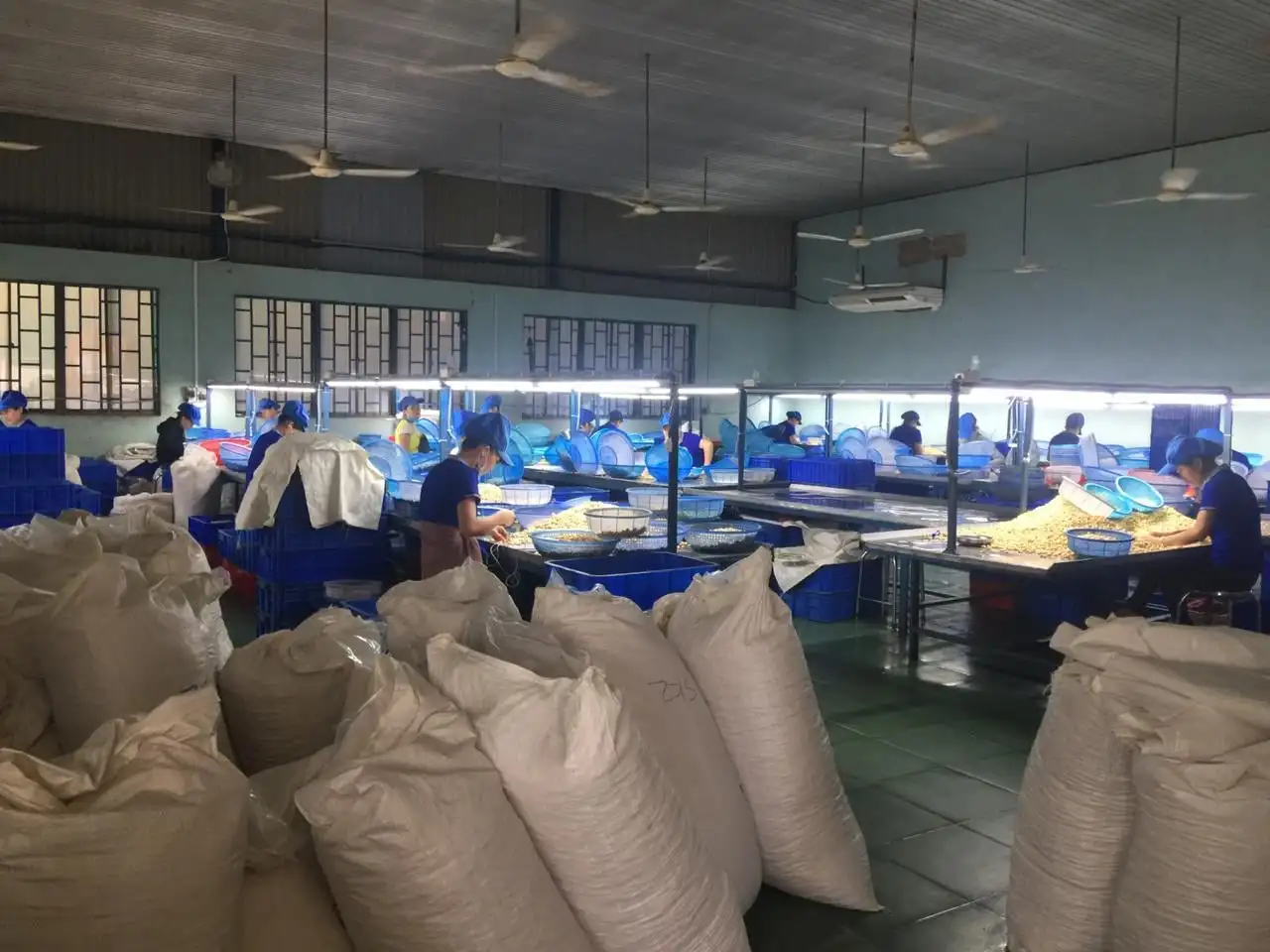 Недорогие орехи кешью/орехи кешью размер W180 W240 W320 W450/сертифицированные WW320 Вьетнам