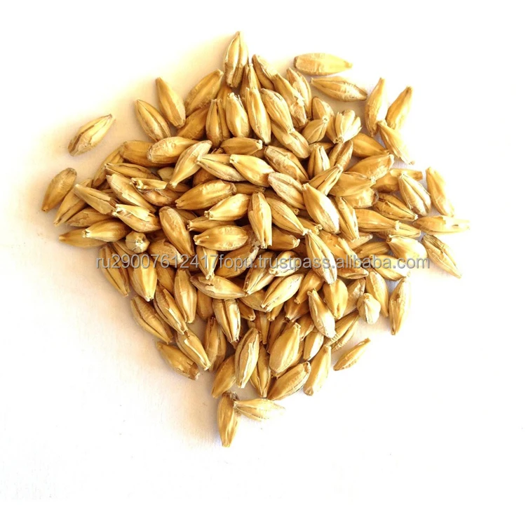 Hit barley 1-3 class help to strengthen endurance, increase physical and mental strength, barley grains