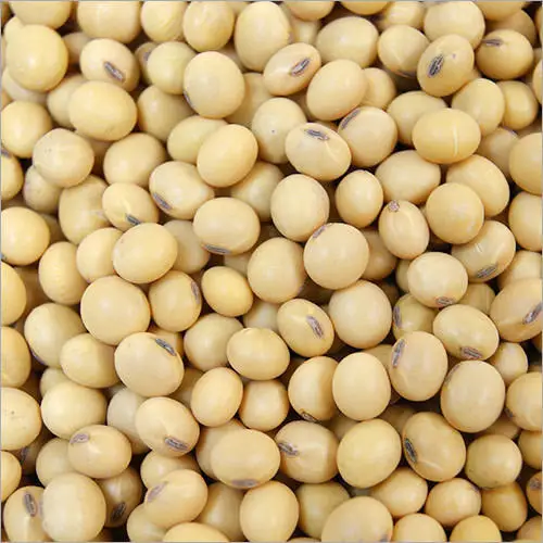 
Top quality organic soybean 
