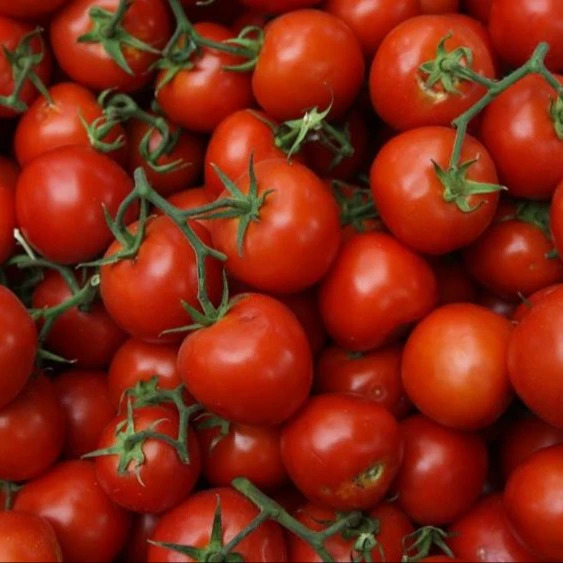 Tomatoes fresh organic tomatoes wholesale price 2022