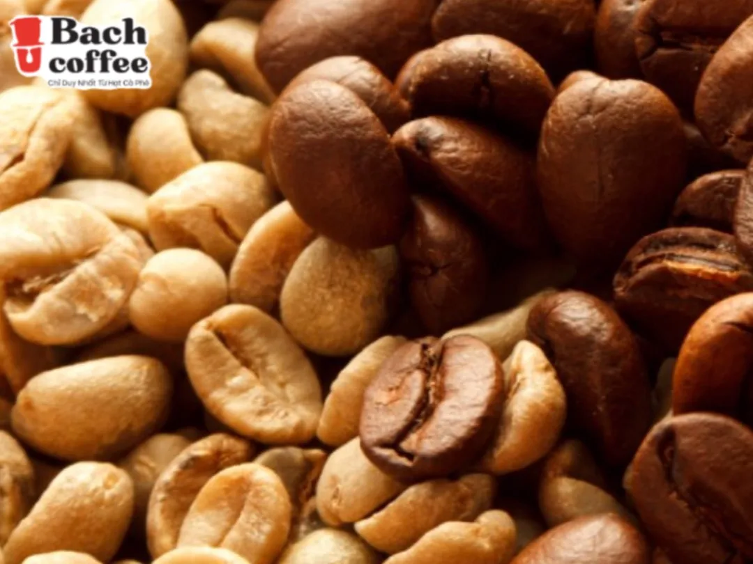 Highest Caffeine  White Coffee / 4x Standard Caffeine/ Organic Pure Roasted Arabica Coffee Beans