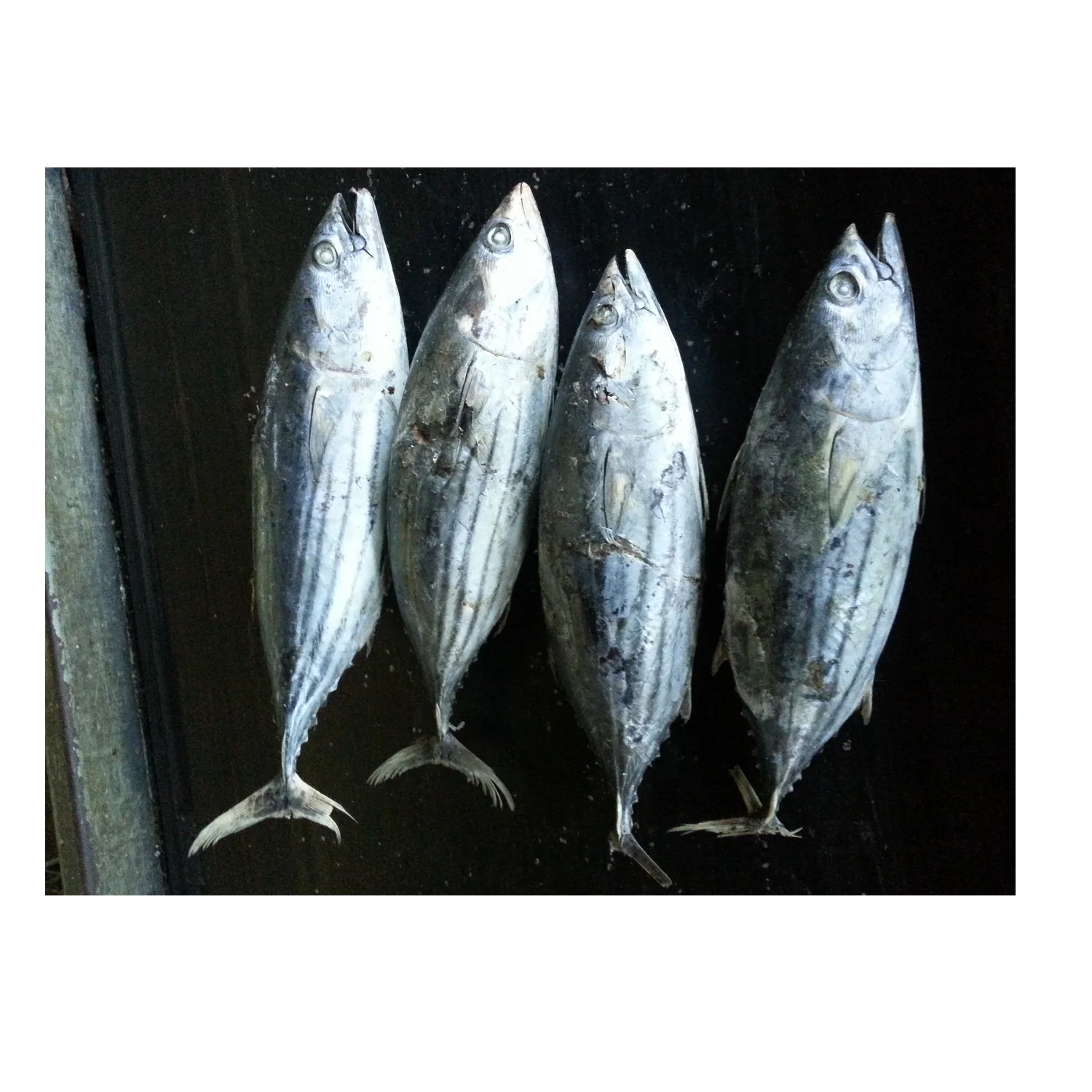 Weight 300g to 3.5kg 24 Months Shelf Life Low Sodium Low Salt Frozen Skipjack Tuna Whole Round With