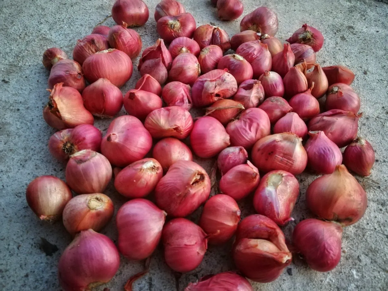 
Good Price Fresh Red Shallot Onion from Thailand 