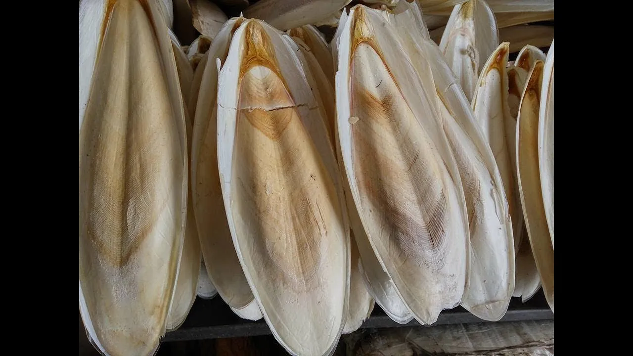 Высококачественная вьетнамская косточка Для морской слепки высшего сорта