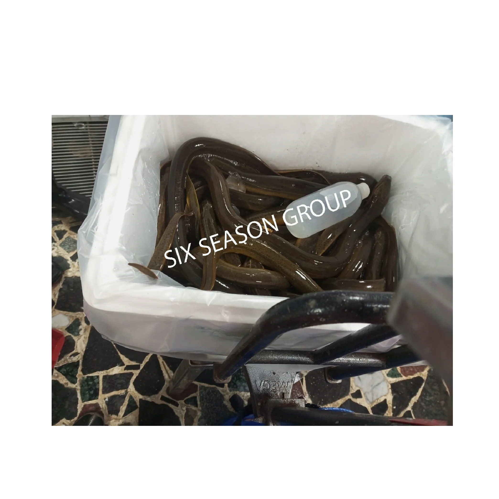 Factory Price High Quality Fresh Eel Fish Long Fin Live Eel Fish Sweet Water Asian Swamp conger Eel Fish From Bangladesh