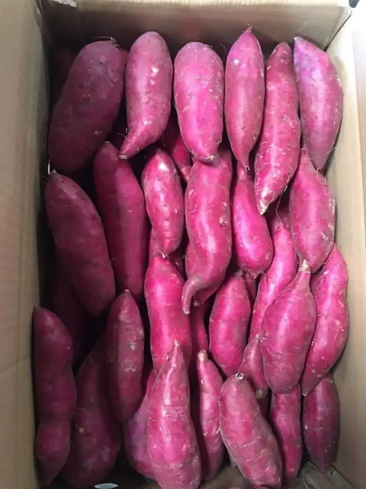 Японский сладкий картофель органический свежий из Вьетнама