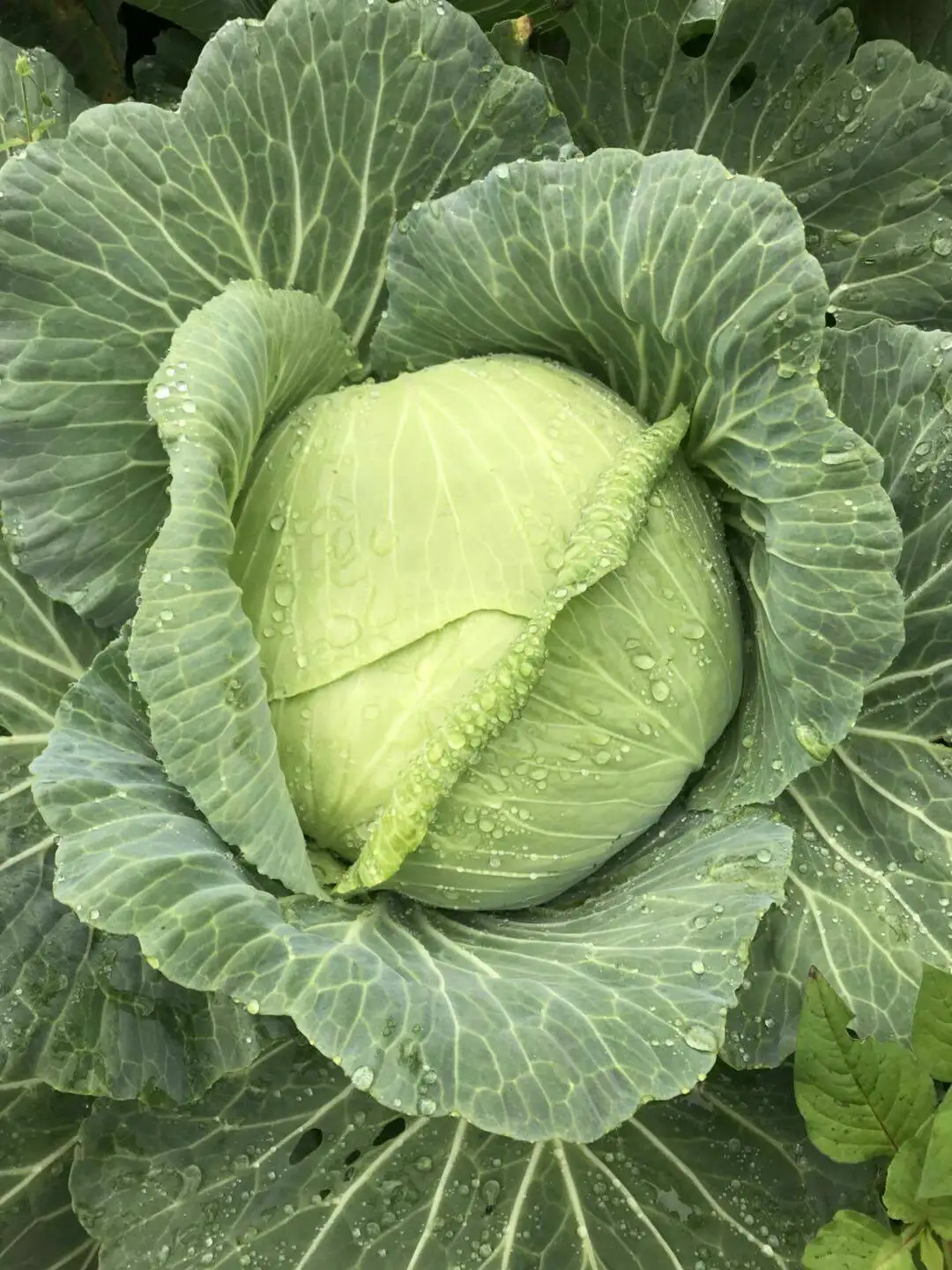 Высокое качество отличная свежая капуста овощи с упаковочной коробкой для экспорта