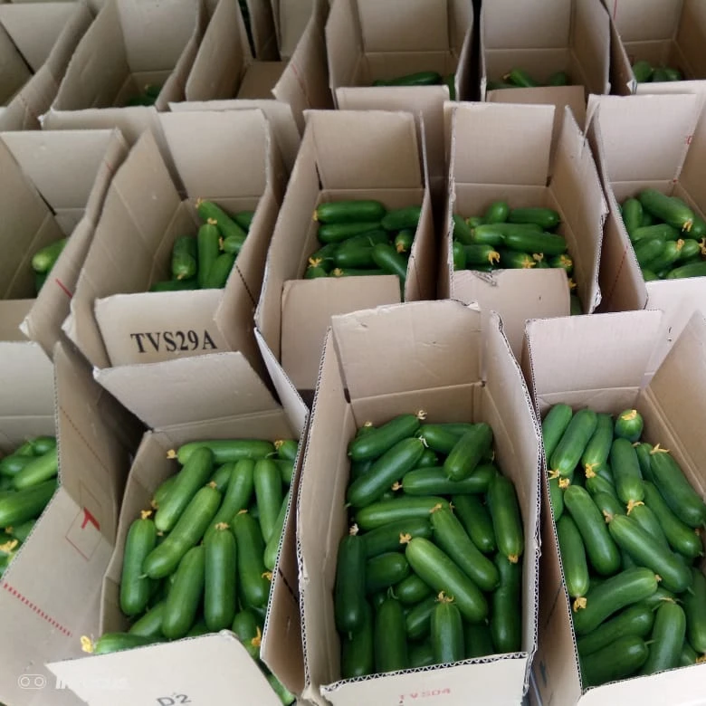 Green Cucumber from India ready for export