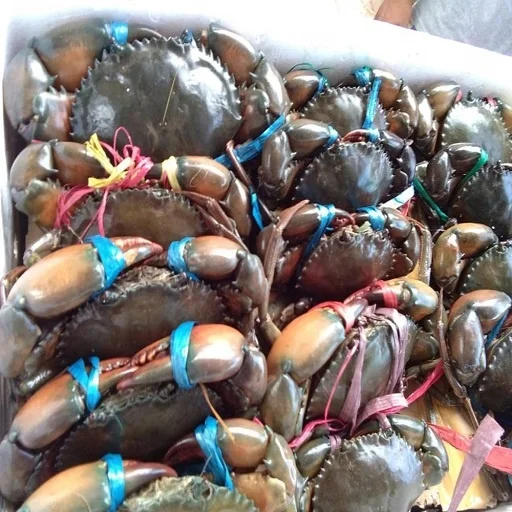 Высококачественный живой кокосовый Краб/живые грязевые крабы/Живой Королевский краб