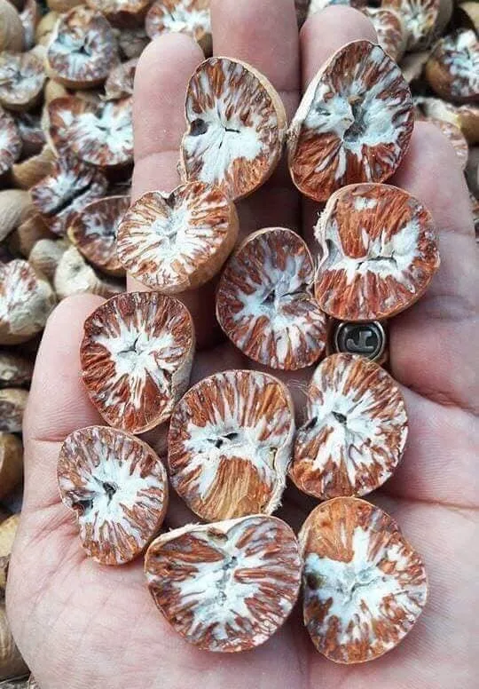 Высококачественные орехи цельной формы Areca catechu