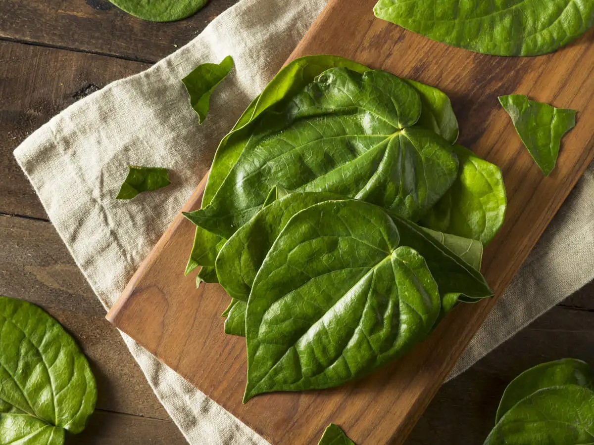 FRESH BETEL LEAVES EXPORTING IN BULK  -  TERESA +84971482716