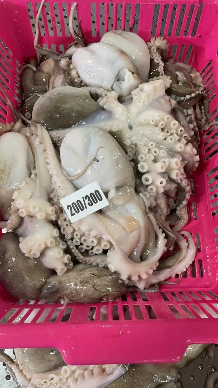 Top quality block frozen Octopus whole long arm from India, frozen octopus for sale