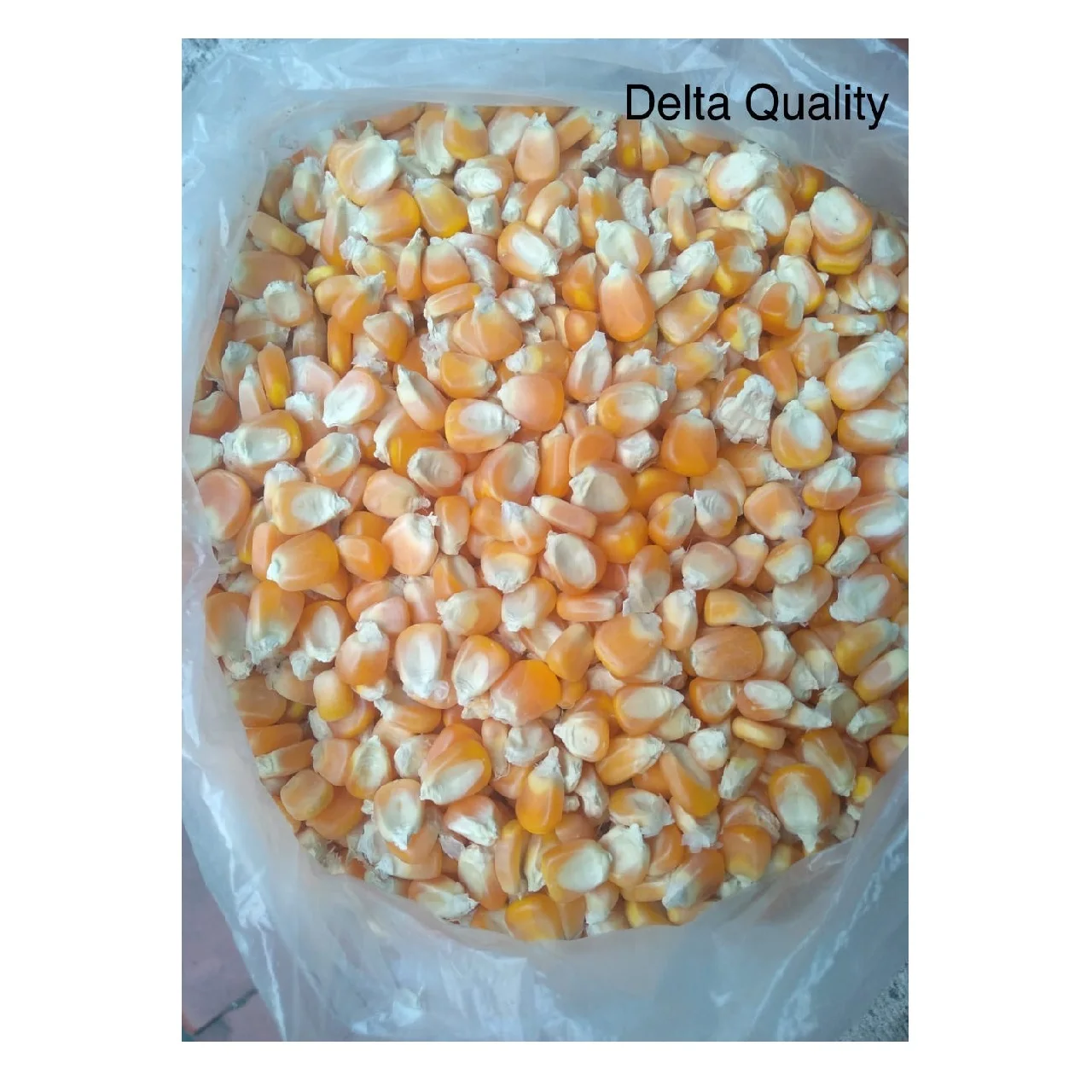 
Animal Feed Non-Glutinous Fully Matured Yellow Maize Delta Quality in Bulk PP Bags (WhatsApp: +6581317198) 
