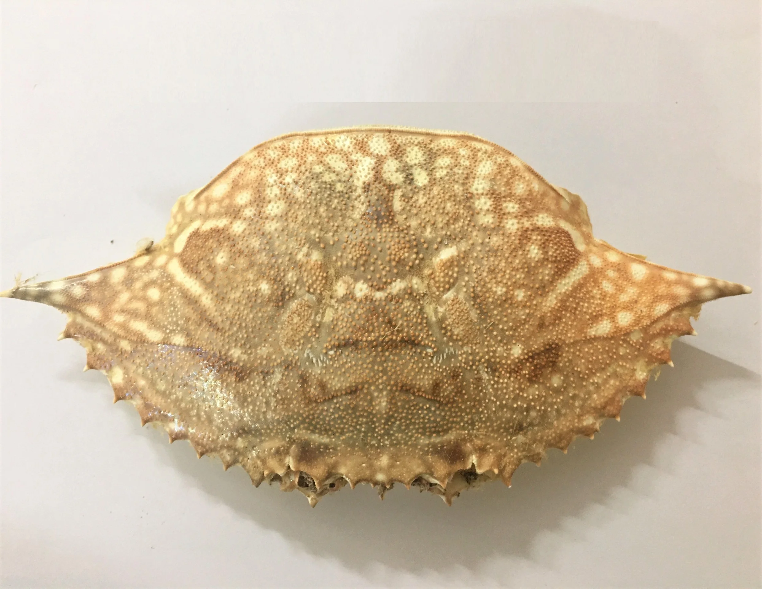 Высококачественная натуральная сушеная оболочка краба для продуктов питания в ресторане из