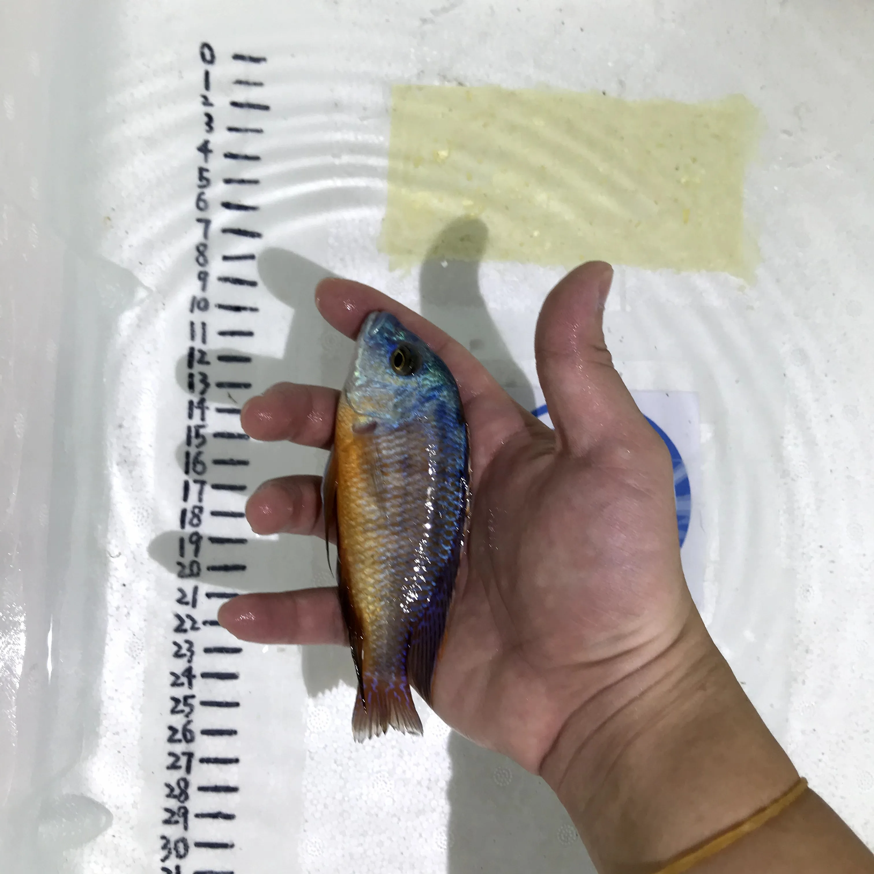 
Farm bred Protomelas taeniolatus 