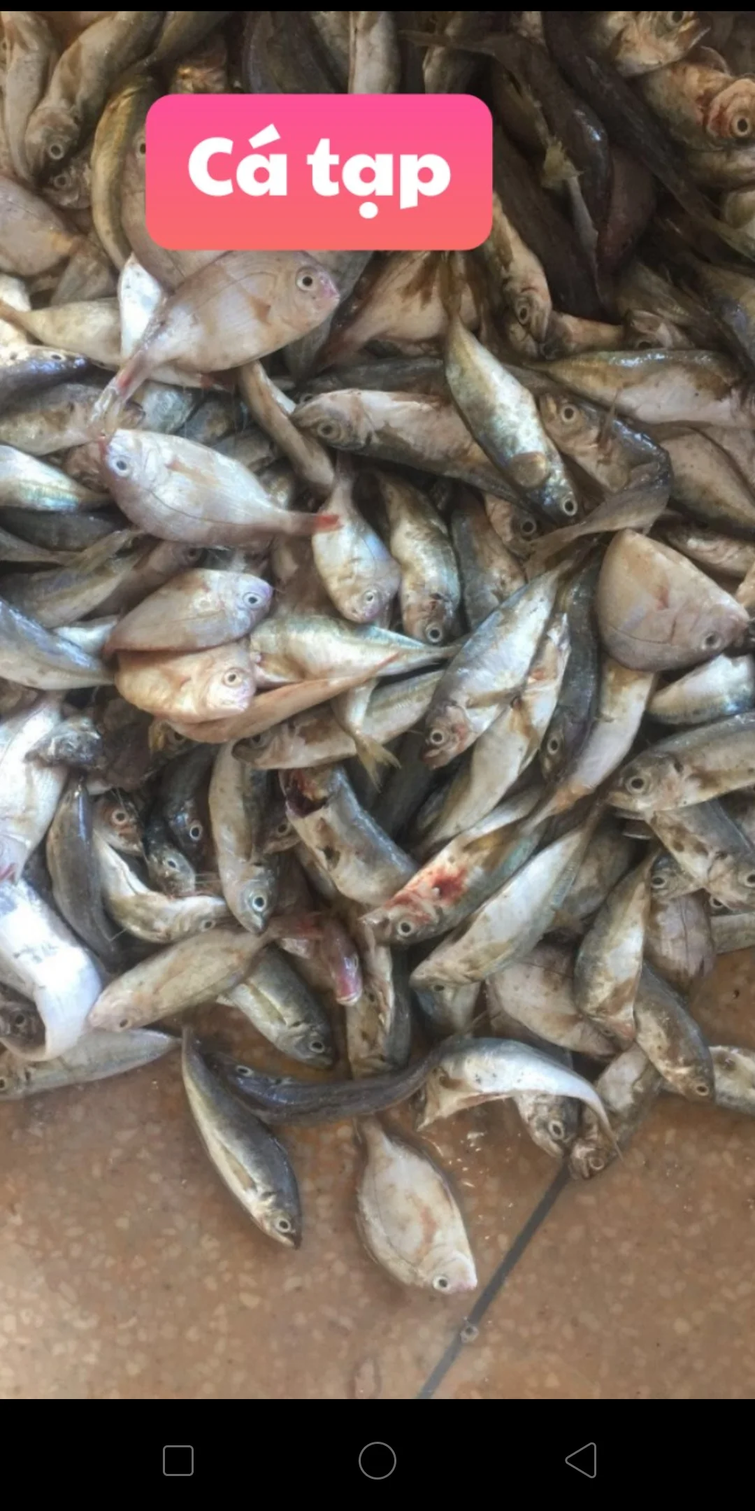 Wholesale Fish Meal Protein 50-60% fish meal for animal feed Made in Vietnam