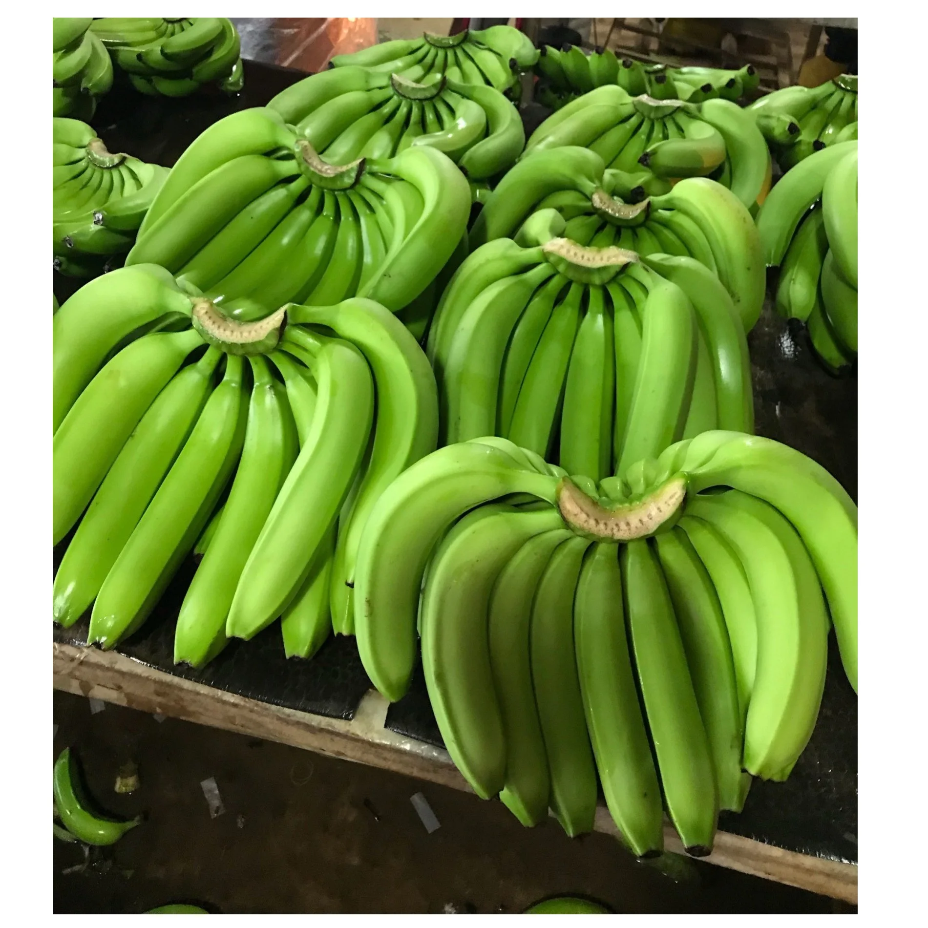 The Premium Fresh Cavendish Banana Vietnam With High Quality And Best Price For Export Ready To Shipping EU ASIA Market