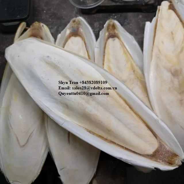 Supplying Dried Cuttlefish Bone With Many Size / Cuttlefish Bone / Shyn Tran +84382089109