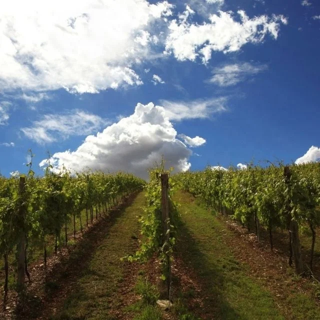 Italian high quality sparkling SWEET wine 0,75l wine alcoholic beverage wine sparkling