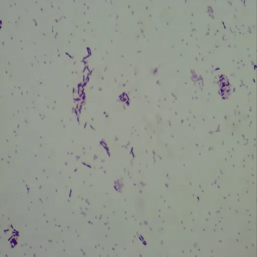 Микроскопы для микробиологии