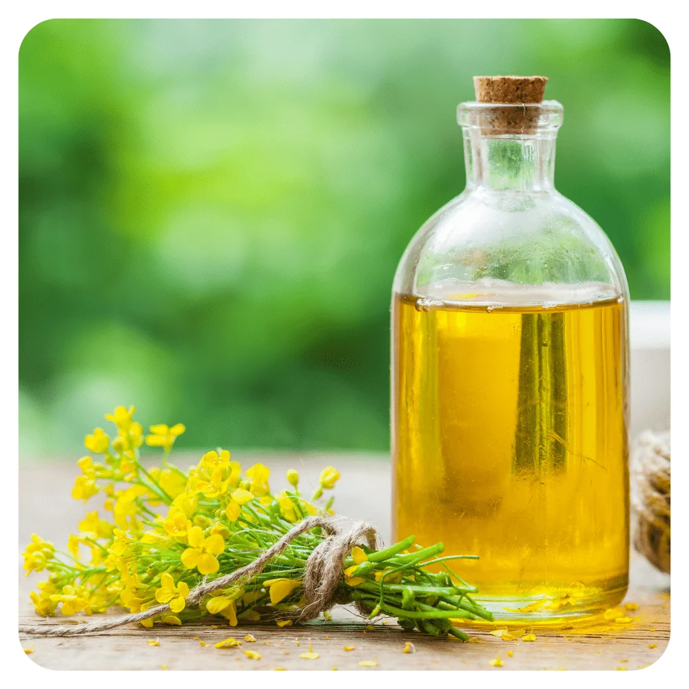 Refined Natural Canola Oil 100% Pure Sunflower oil, Canola oil, Soybean oil