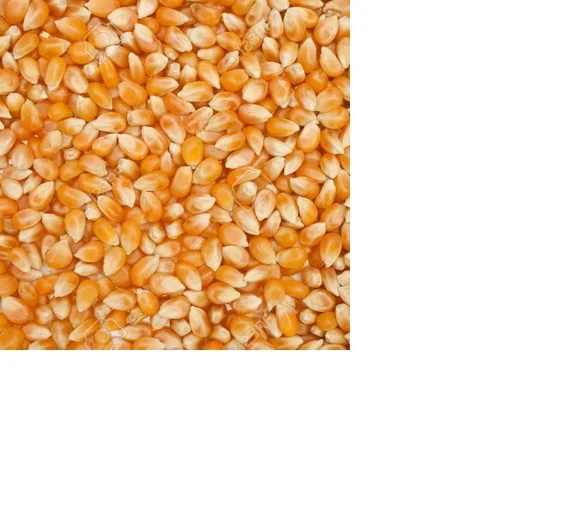 Cattle Feed Maize/Corn Maize Cattle Feed /Yellow corn maize feed for  Animals in Germany