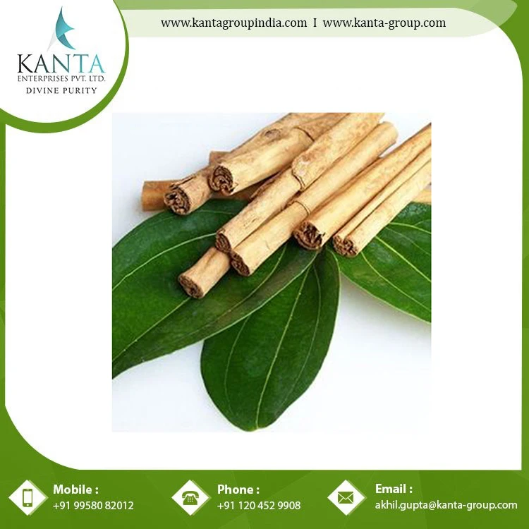 Best Remedy for Reduce Stress Cinnamon essential Oil from Indian Supplier