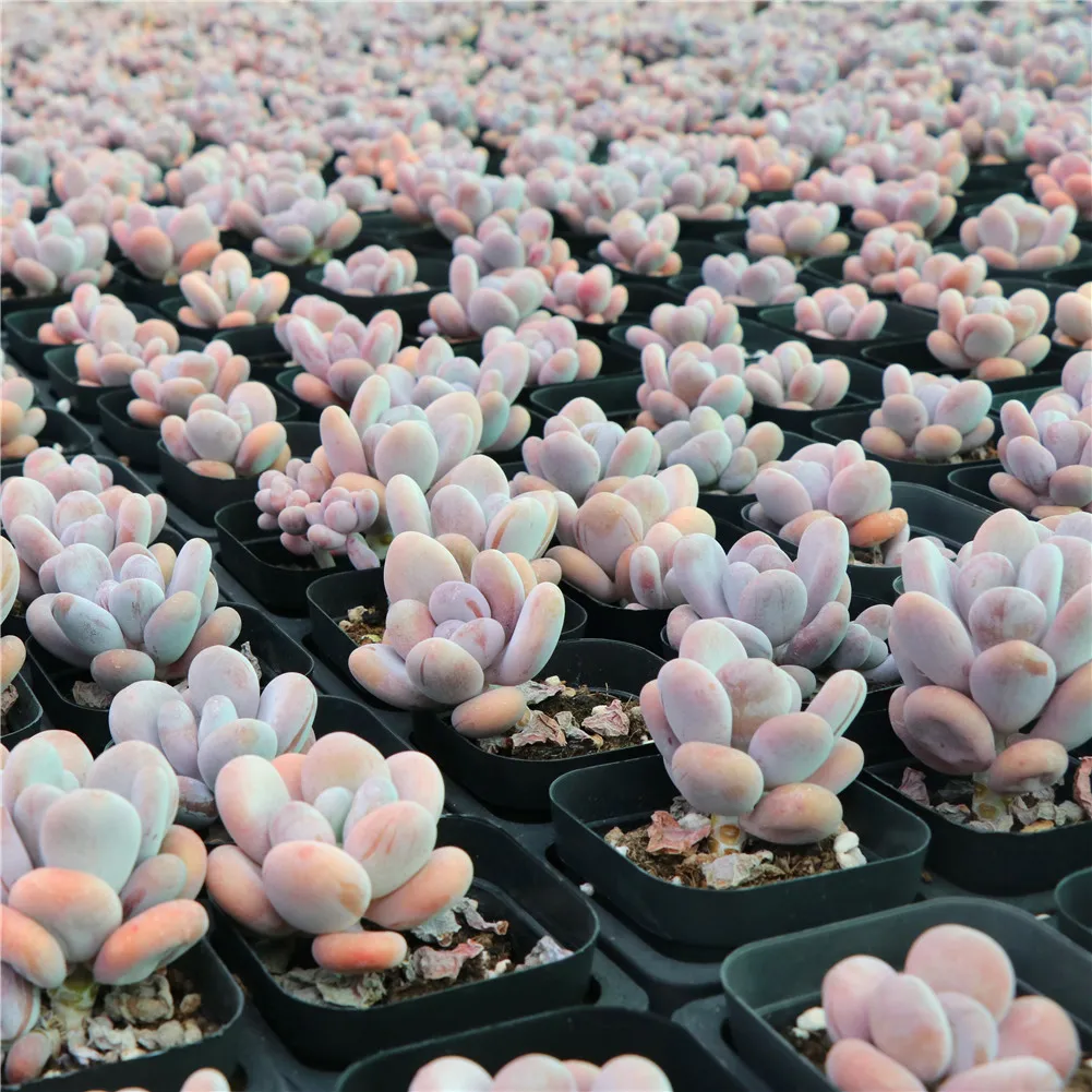 
Popular indoor ornamental echeveria aeonium x loartei tavormin variegata woody succulent plants live 