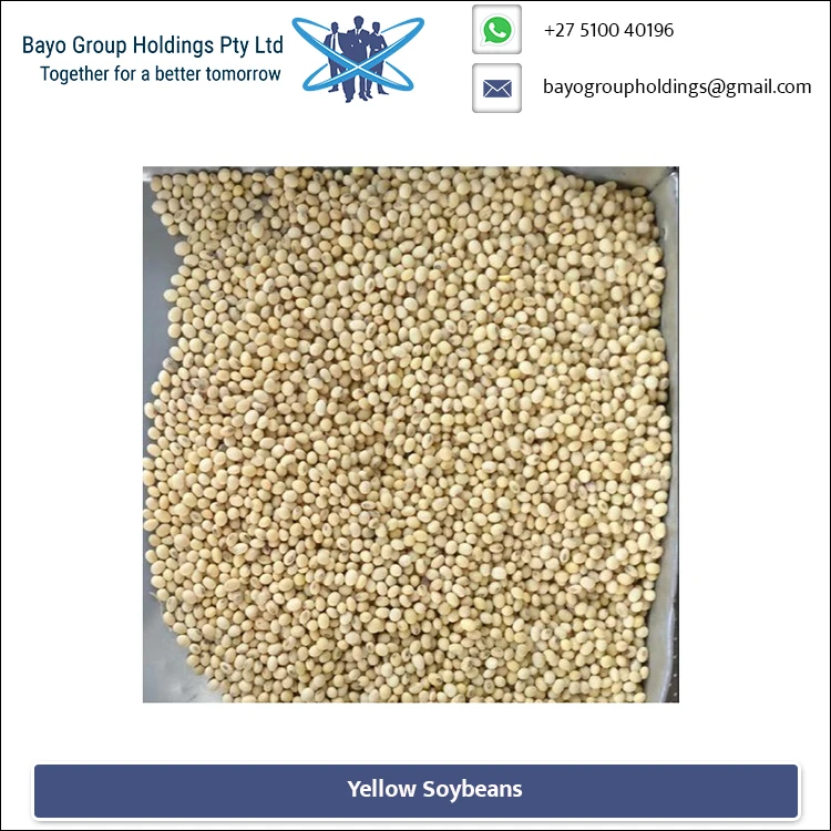 
Safely Vacuum Pack Yellow Colour Non GMO Soybeans from Leading Supplier 