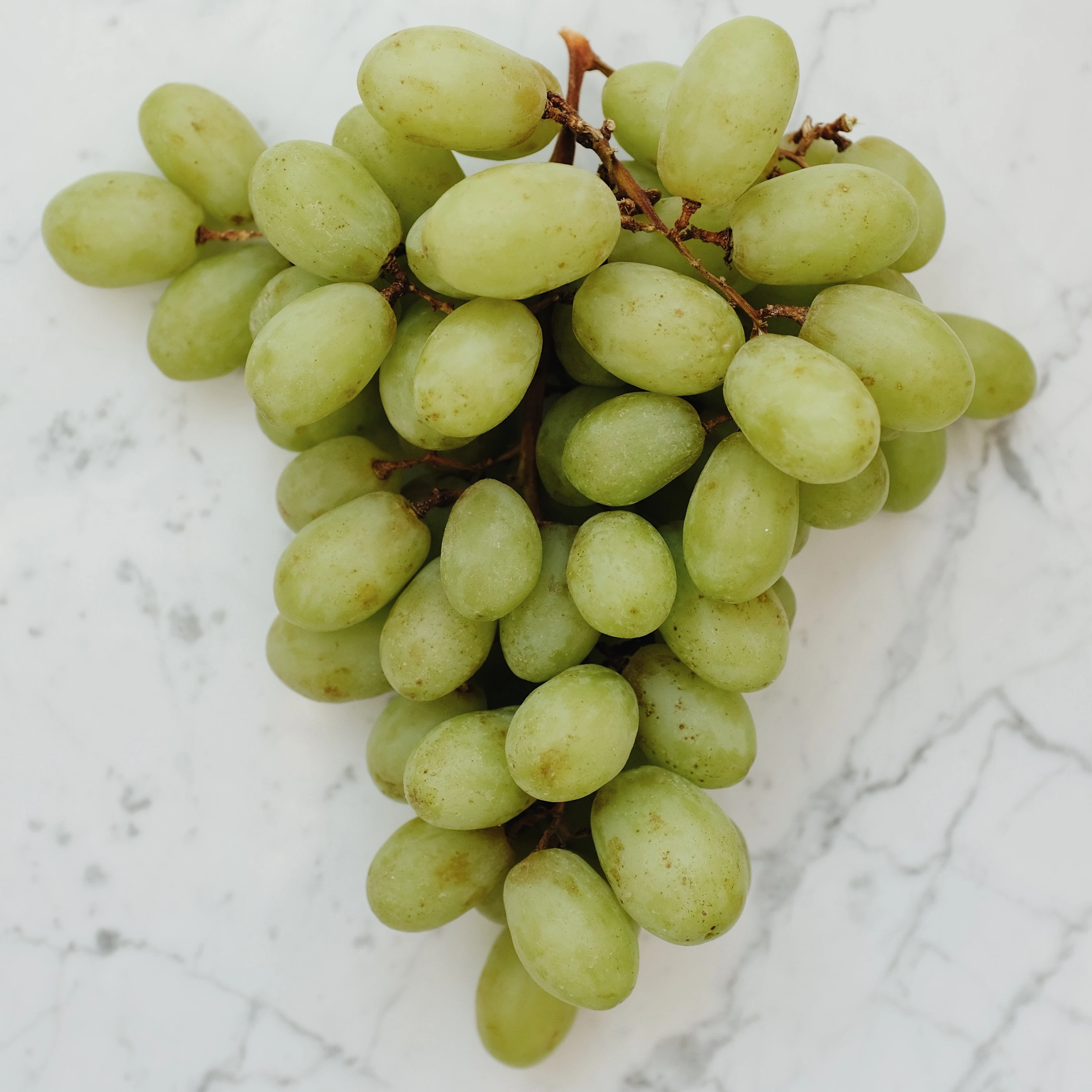 Premium quality Fresh Thomson Green Grapes from India
