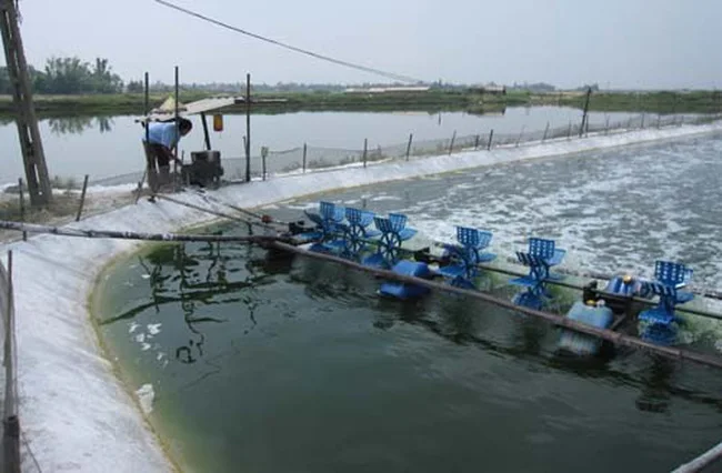 Лучшие цены замороженные ПТО IQF очищенные и креветки Vannamei Penaeus