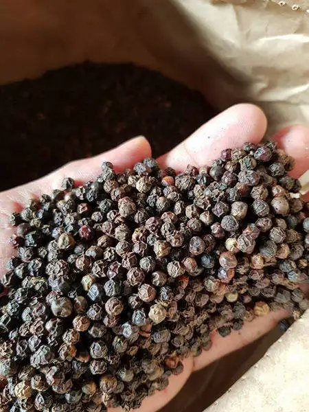 Vietnam Spices and Herbs Black Pepper Spicy Taste Strong Aroma