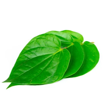 
Betel leaf/ organic Betel leaves - Fresh high-quality betel leaf from India 