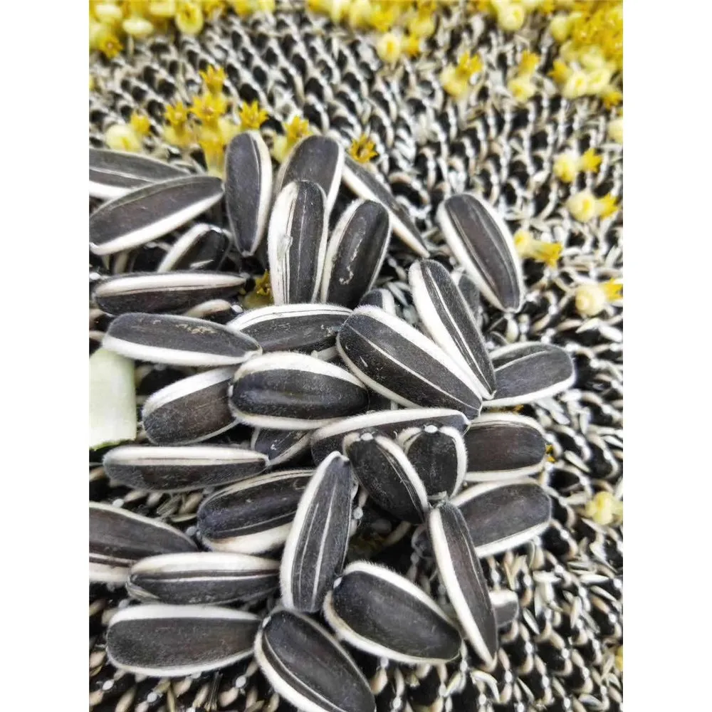 Ukraine manufactural whole sale sunflower seed kernel