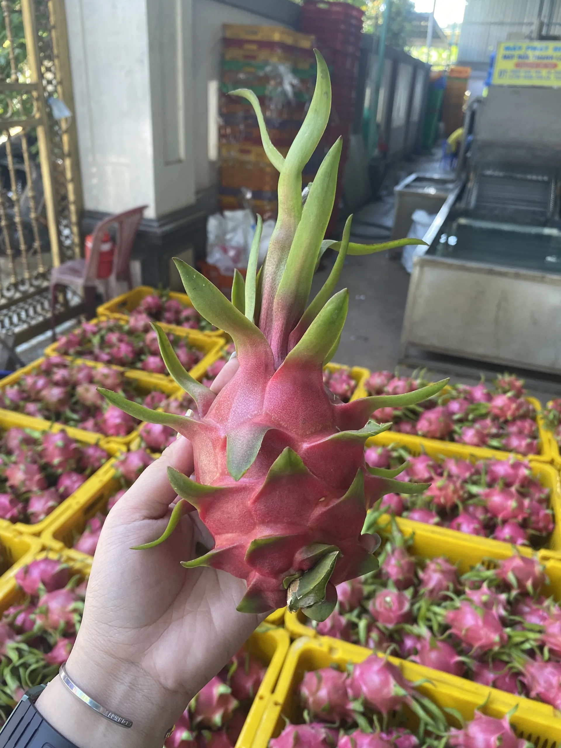 Вьетнамский Свежий фрукт красного дракона/поставщик органических фруктов дракона