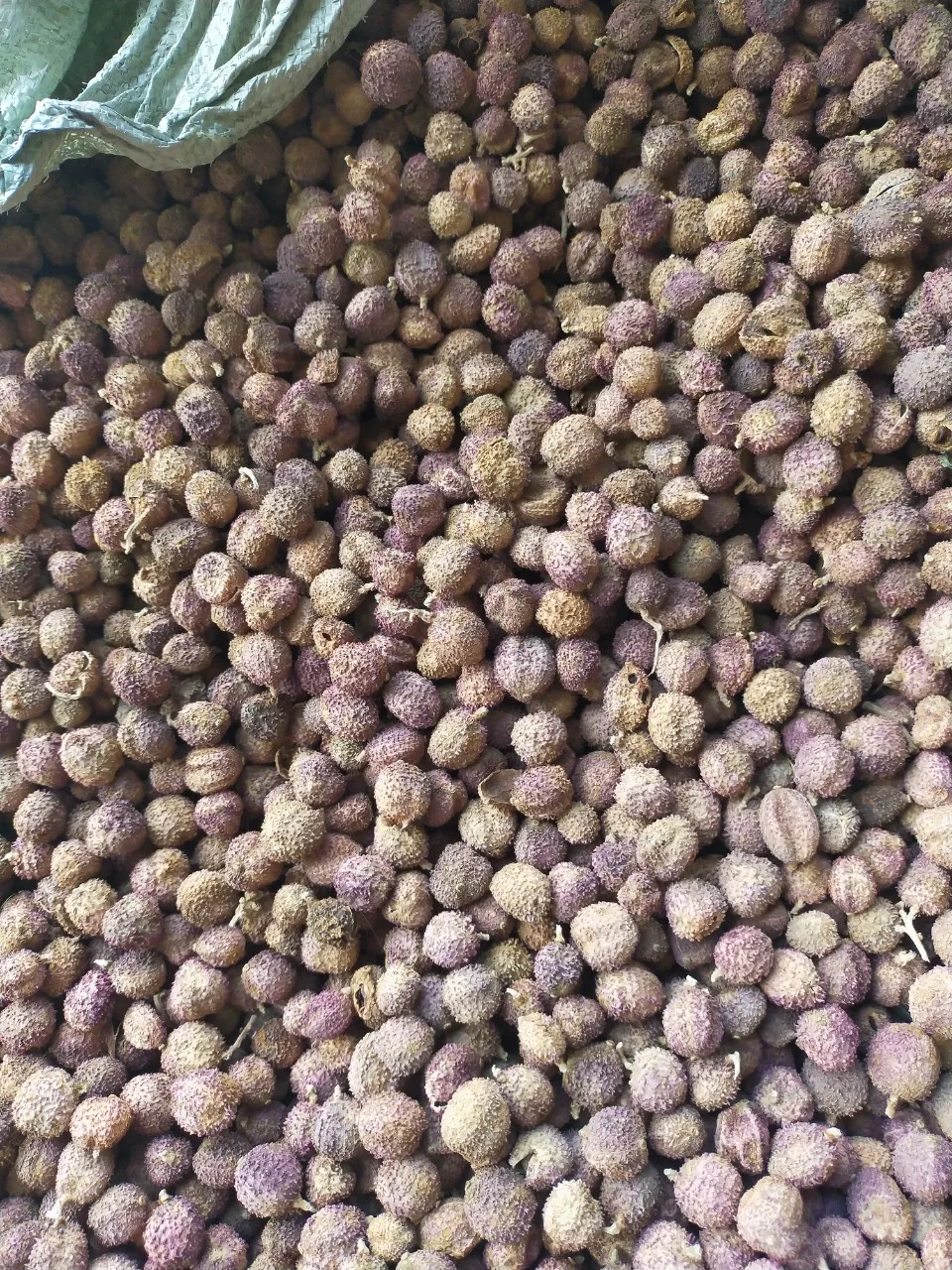 False Cardamom/ Organic Cardamom Seed/ Fructus Amomi From Vietnam