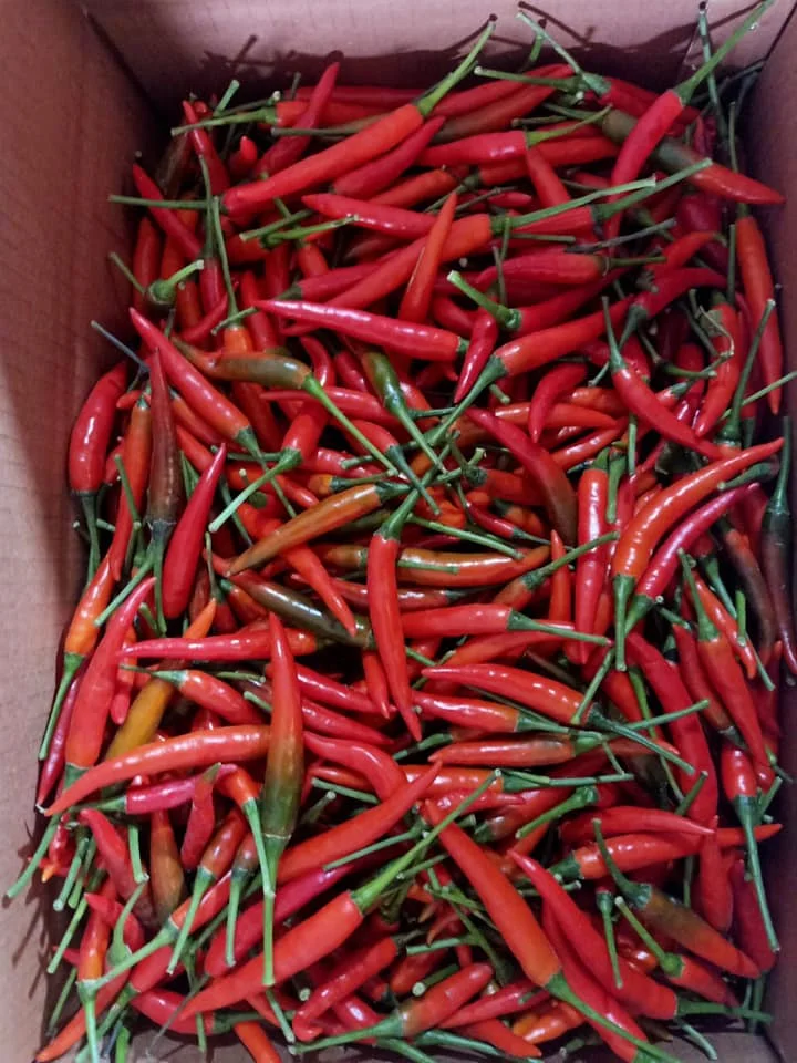 Горячий пряный натуральный красный свежий стручковый перец чили из Вьетнама