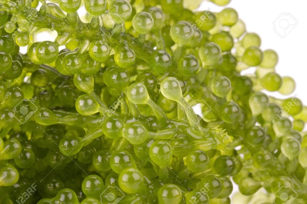 
Fresh Seagrapes/ Salted Seagrapes/ Seagrape Powder Whatsapp +84 845 639639 