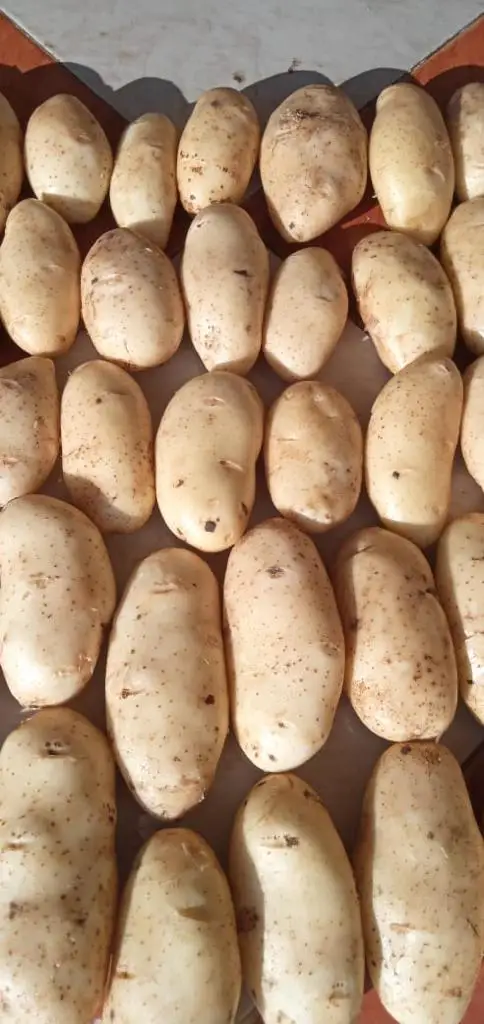 Сезон свежего картофеля 2022 для экспорта в Словению