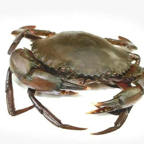 Premium Quality  Fresh Mud Crab