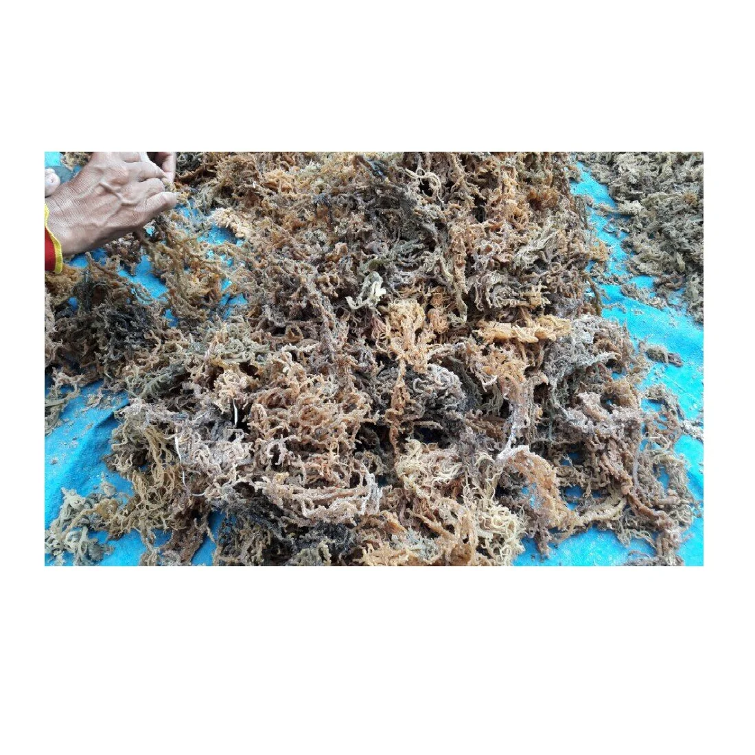 Полезная морская смесь/Eucheuma Cottonii для изготовления геля и десерта из