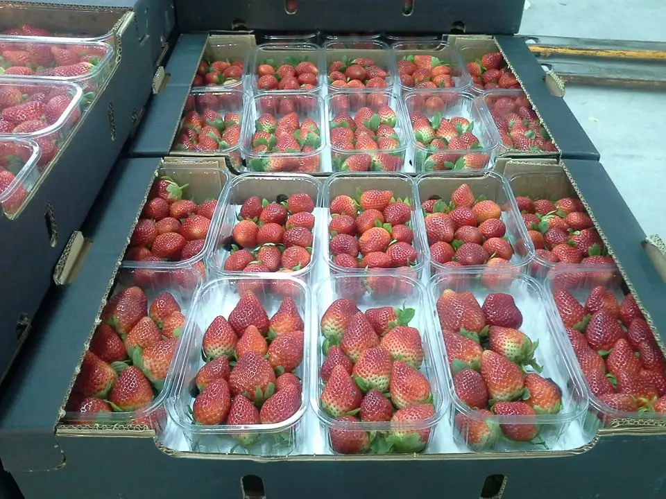 Fresh Strawberry wholesale Fresh Berries