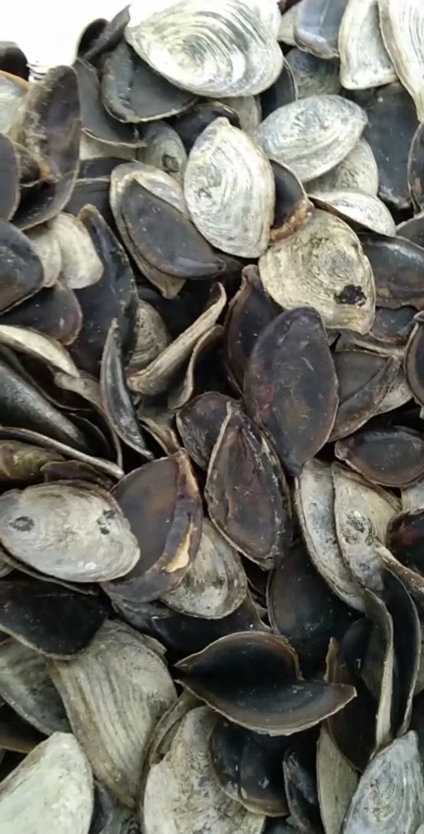 Wholesale Manufacturer  Seashell Murex Operculum Cheap Price from 99 Gold Data