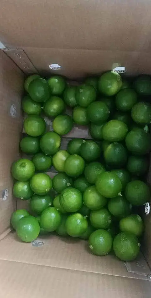  Натуральный желтый цвет лайма органический оригинальный тип продукт лимонного класса свежие фрукты